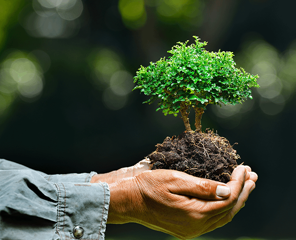 Man holding a beautiful green tree in the palms of his hands